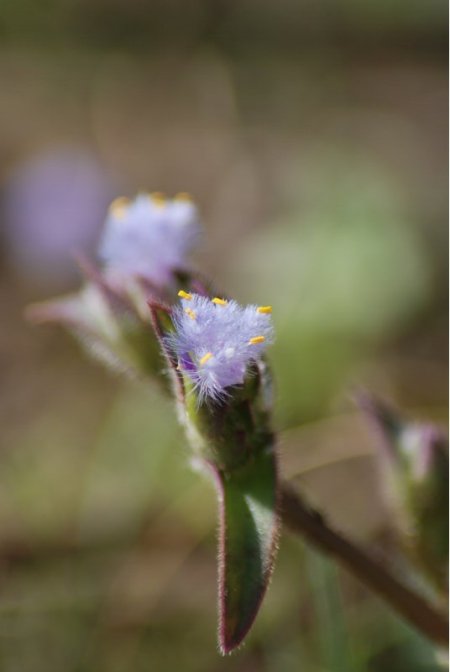 Cyanotis tuberosa