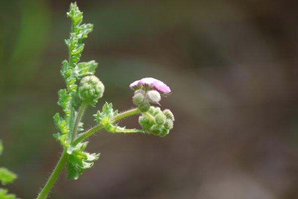 Cyathocline purpurea