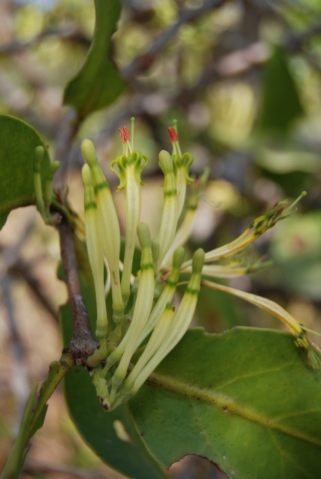 Dendrophthoe falcata