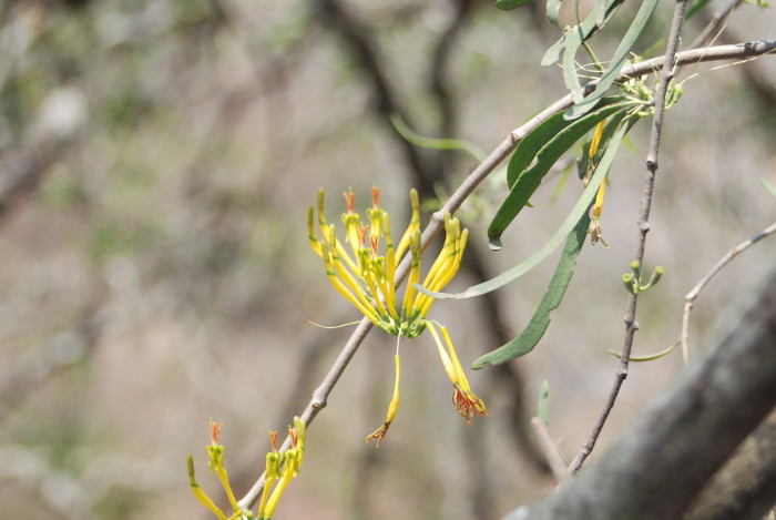 Dendrophthoe falcata