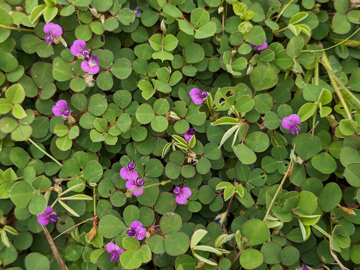 Desmodium triflorum