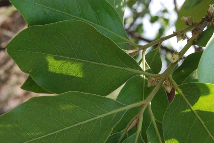 Diospyros melanoxylon