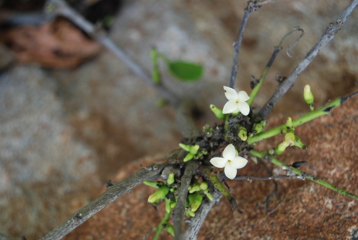 Diospyros ebenum