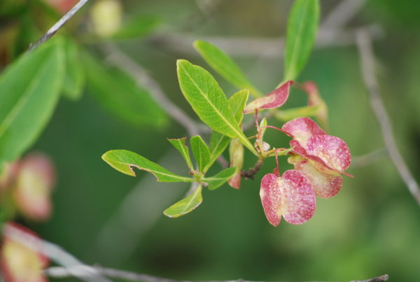 Dodonaea viscosa