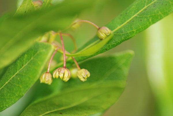 Dodonaea viscosa