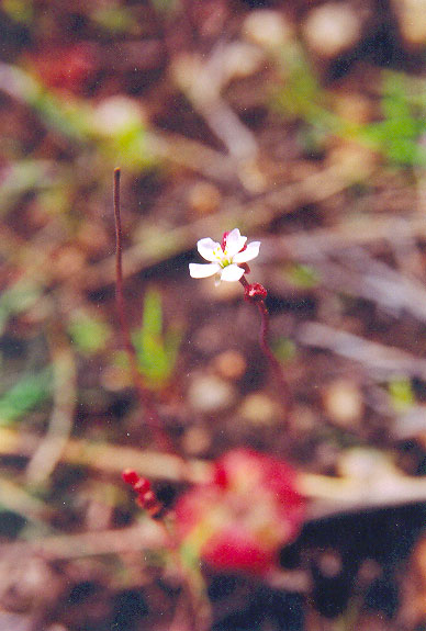 Drosera burmanni