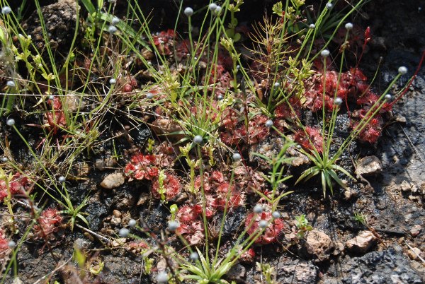 Drosera burmannii