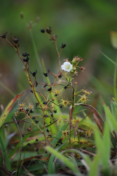 Drosera peltata