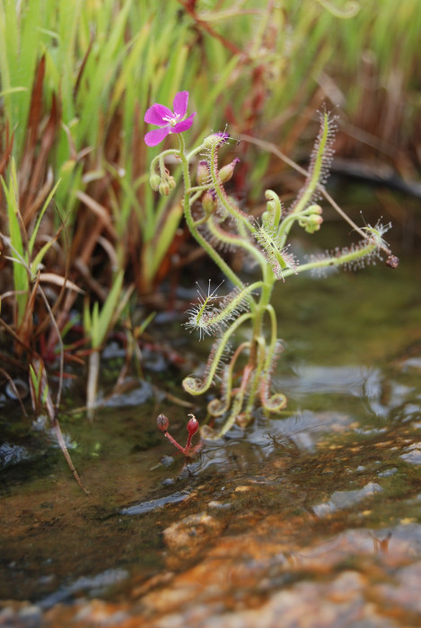 Drosera indica