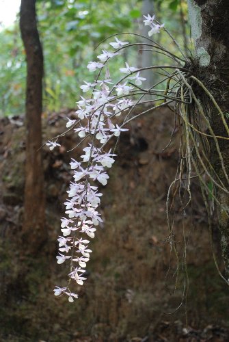 D. aphyllum