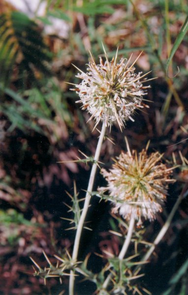 Echinops echinatus