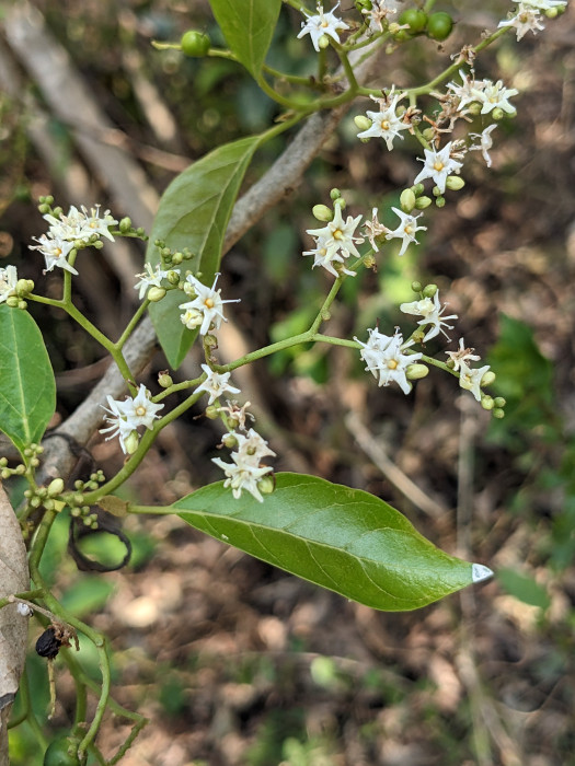 Ehretia laevis