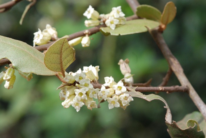 Elaeagnus conferta