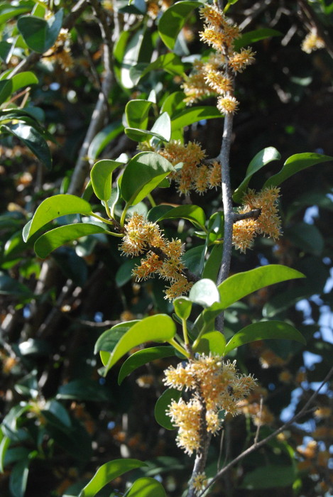 Embelia viridiflora