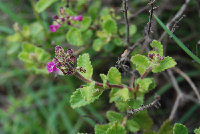 Endostemon viscosus