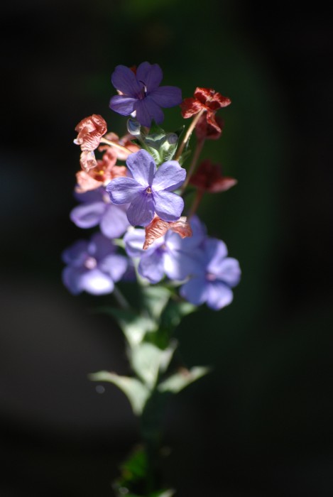 Eranthemum roseum