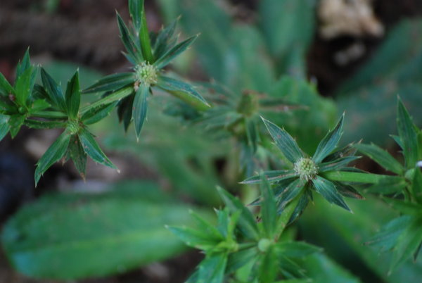 Eryngium foetidum