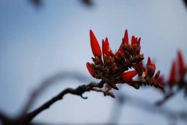 Erythrina stricta