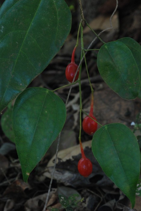 Erythropalum scandens