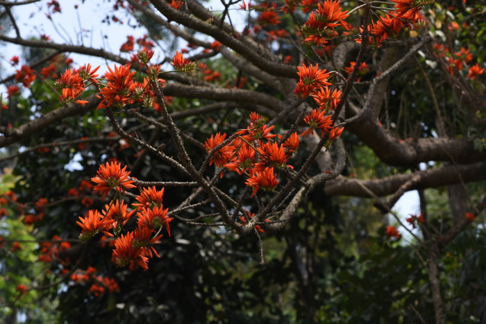 Erythrina stricta