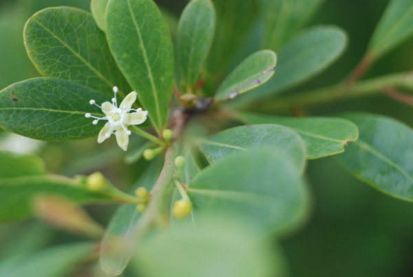 Erythroxylon monogynum