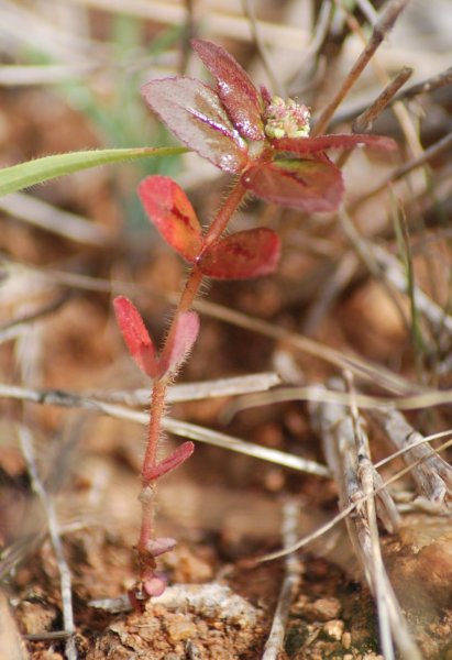 Euphorbia hirta