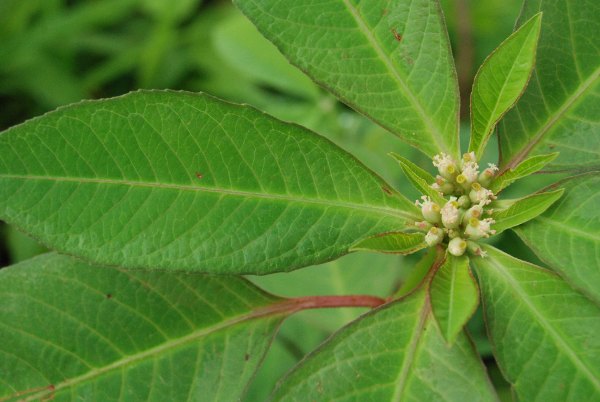 Euphorbia heterophylla