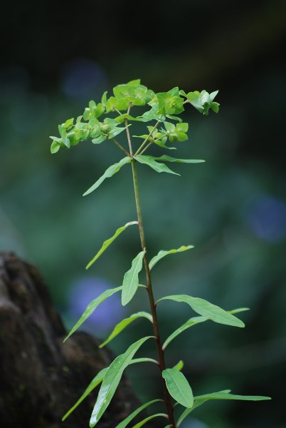 Euphorbia rothiana