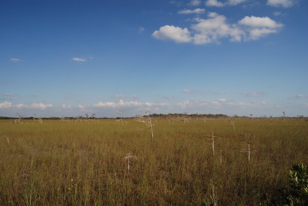 Everglades