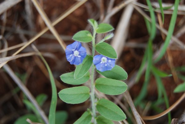 Evolvulus alsinoides