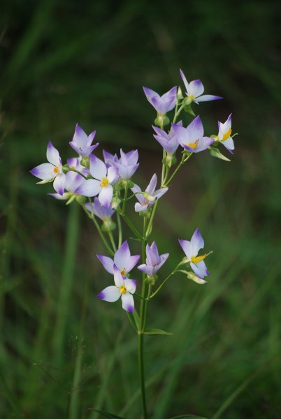 Exacum tetragonum