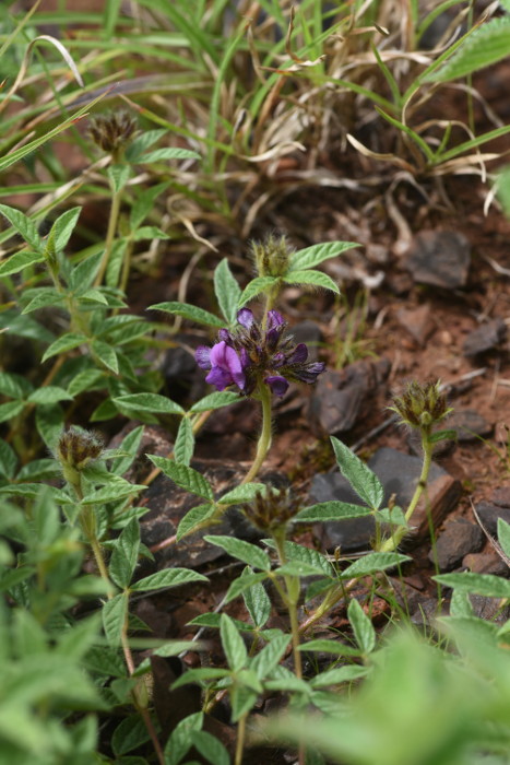 Flemingia nilgheriensis