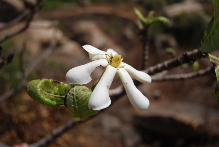 Gardenia latifolia