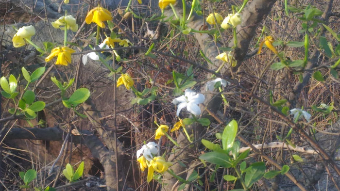 Gardenia gummifera