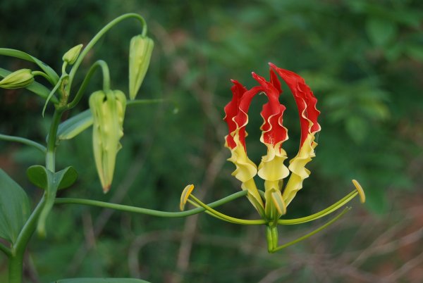 Gloriosa superba