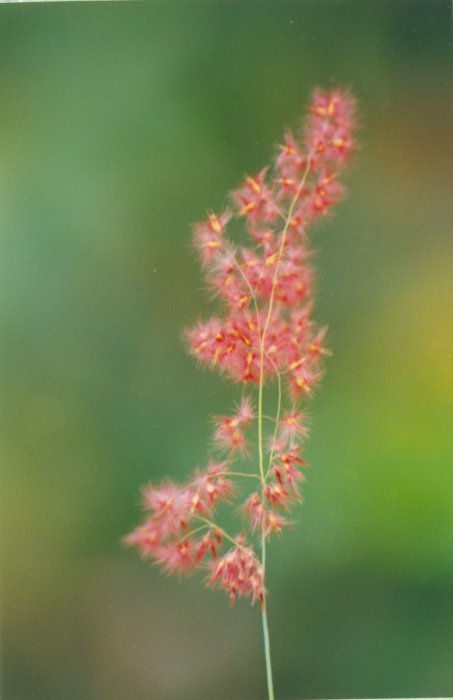 Grass from Turahalli