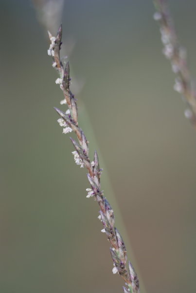 grass flowers