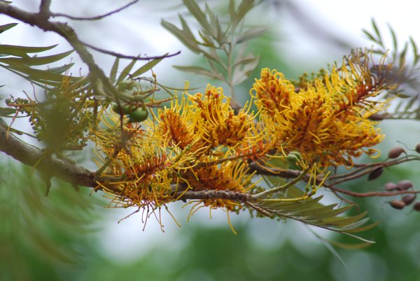 Grevillea robusta