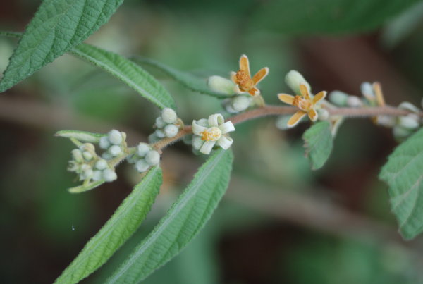 Grewia abutilifolia