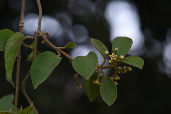 Gymnema sylvestre