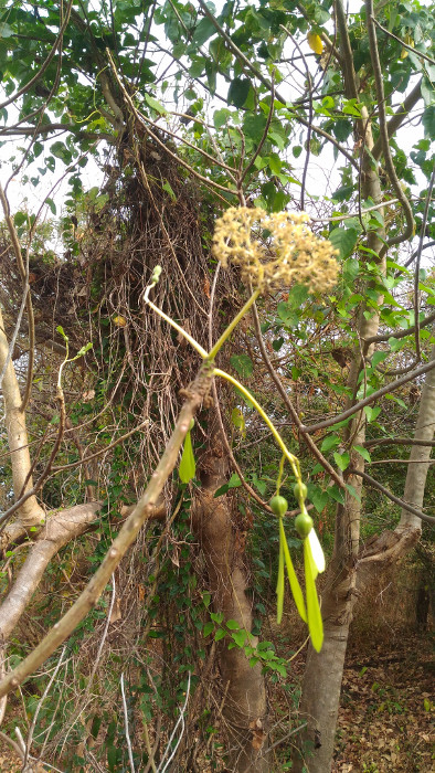 Gyrocarpus americanus