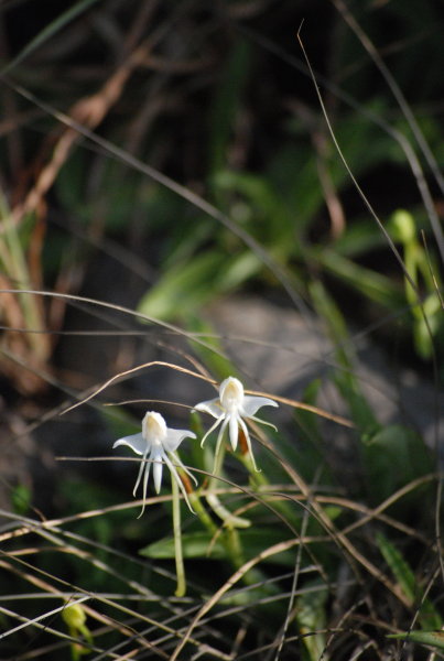 Habenaria rariflora