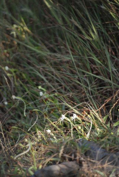 Habenaria rariflora