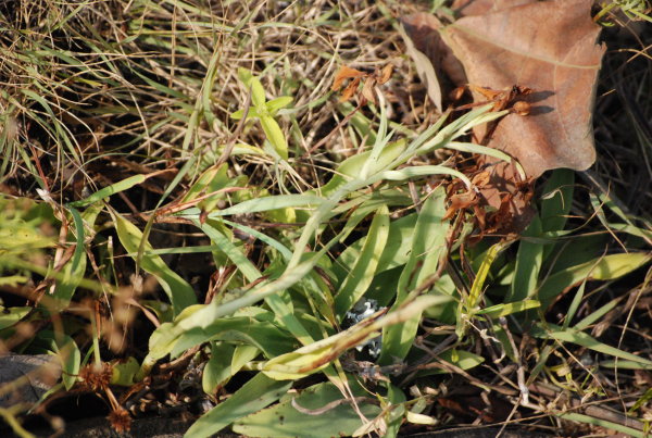 Habenaria rariflora