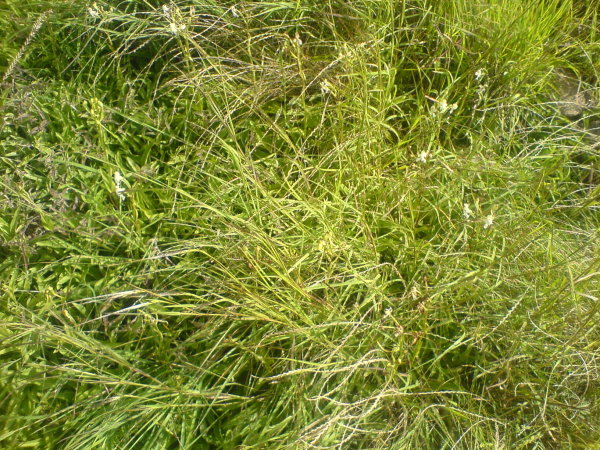 Habenaria dentata