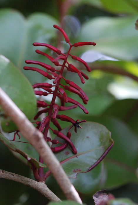 Helixanthera obtusatus