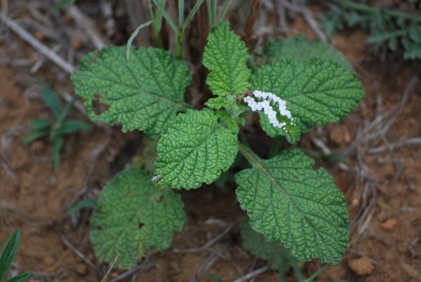 Heliotropium indicum