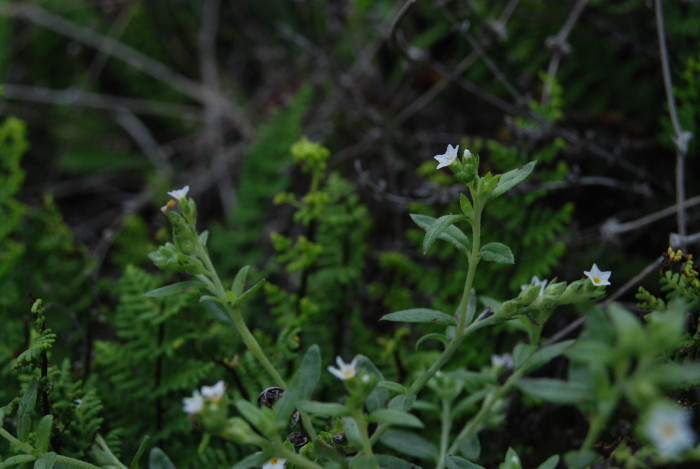 Heliotropium strigosum