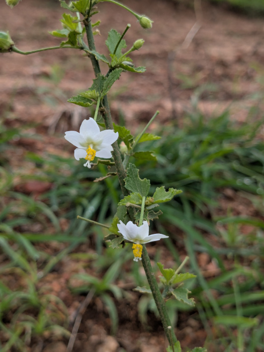 Hibiscus micranthus