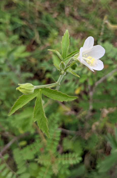 Hibiscus lobatus